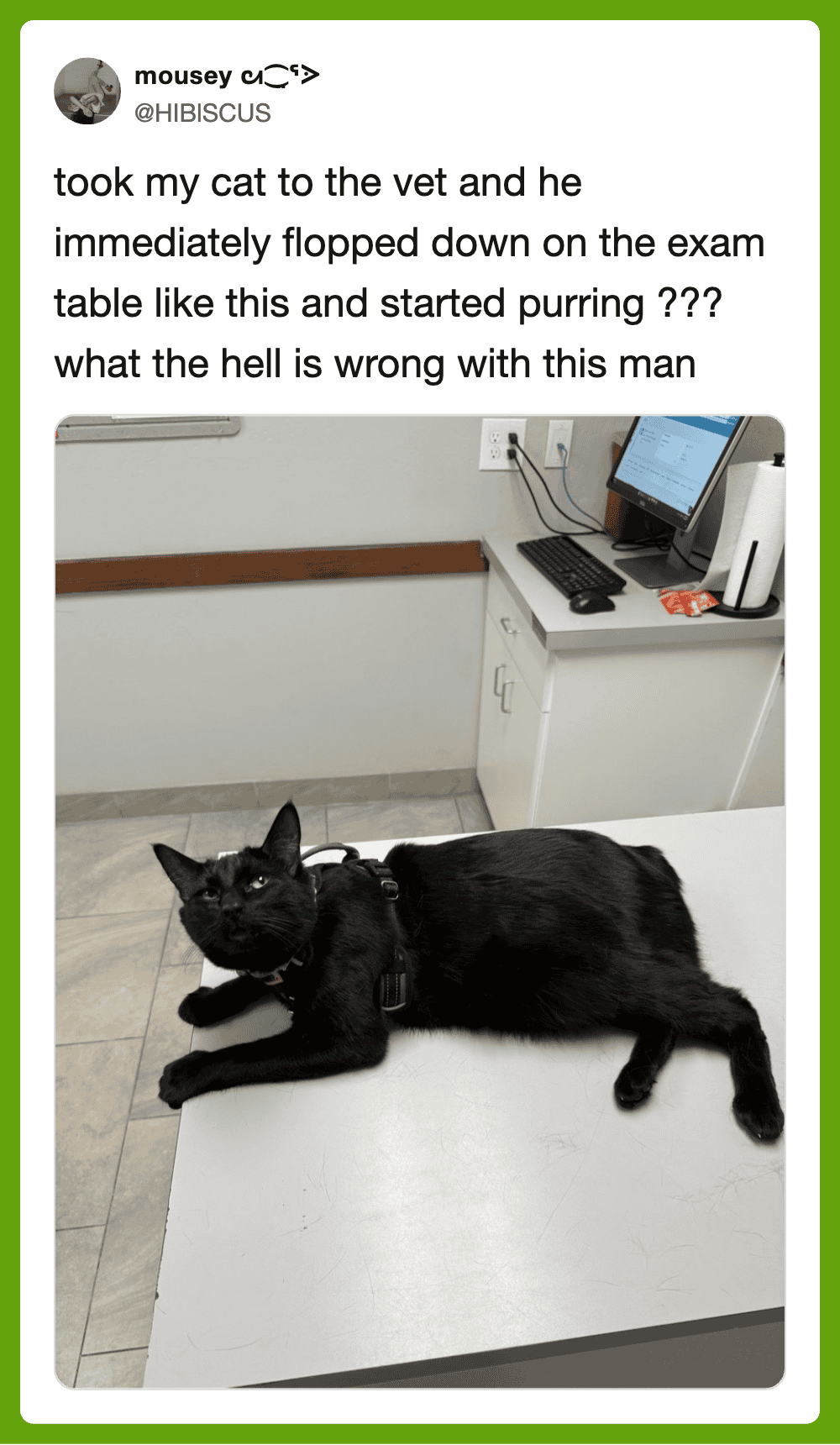 Took cat to vet, lying on exam table, looking relaxed with a black coat and yellow eyes.