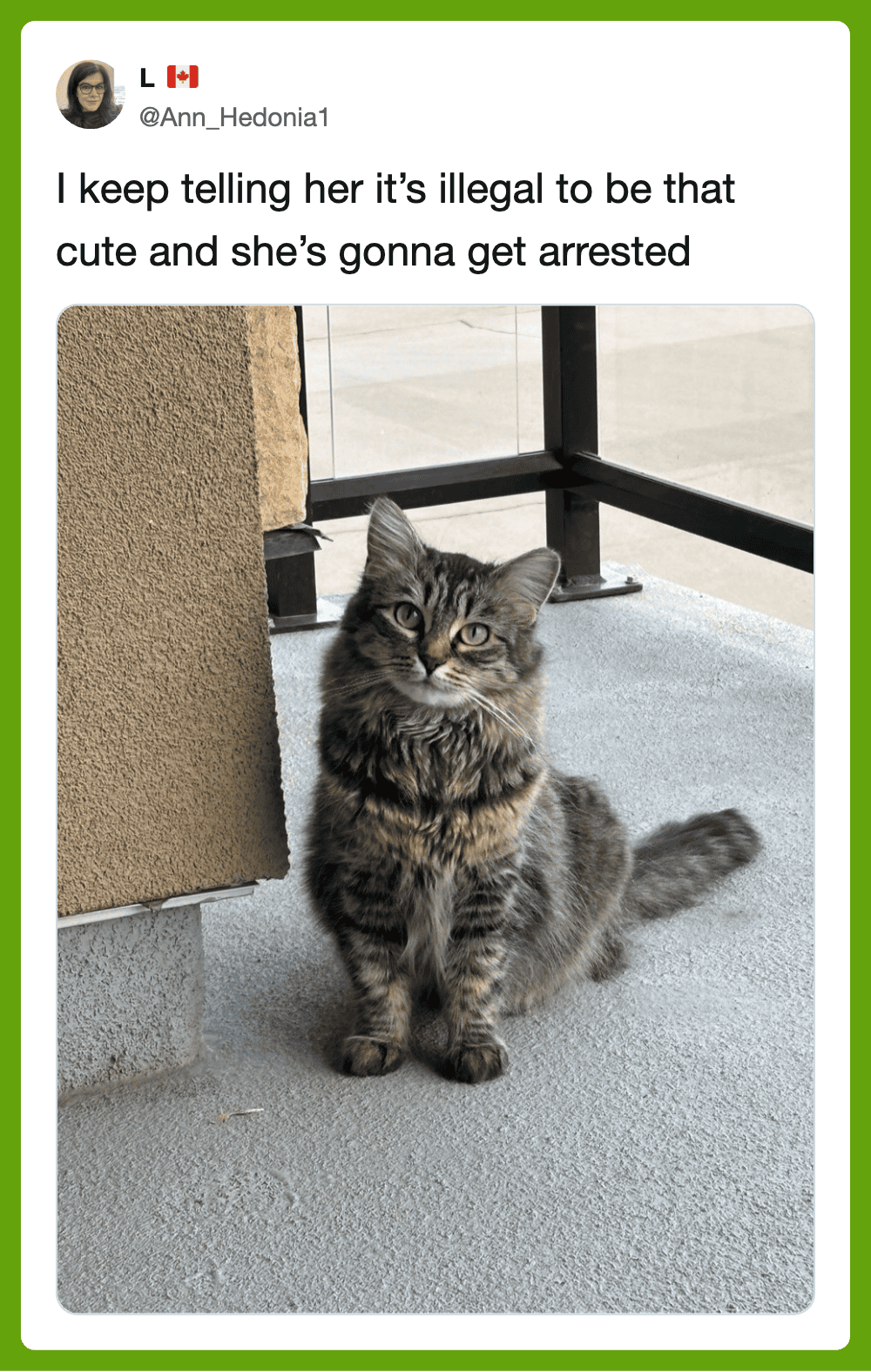 Cute tabby cat sitting on balcony floor near wall and railing, looking at the camera.
