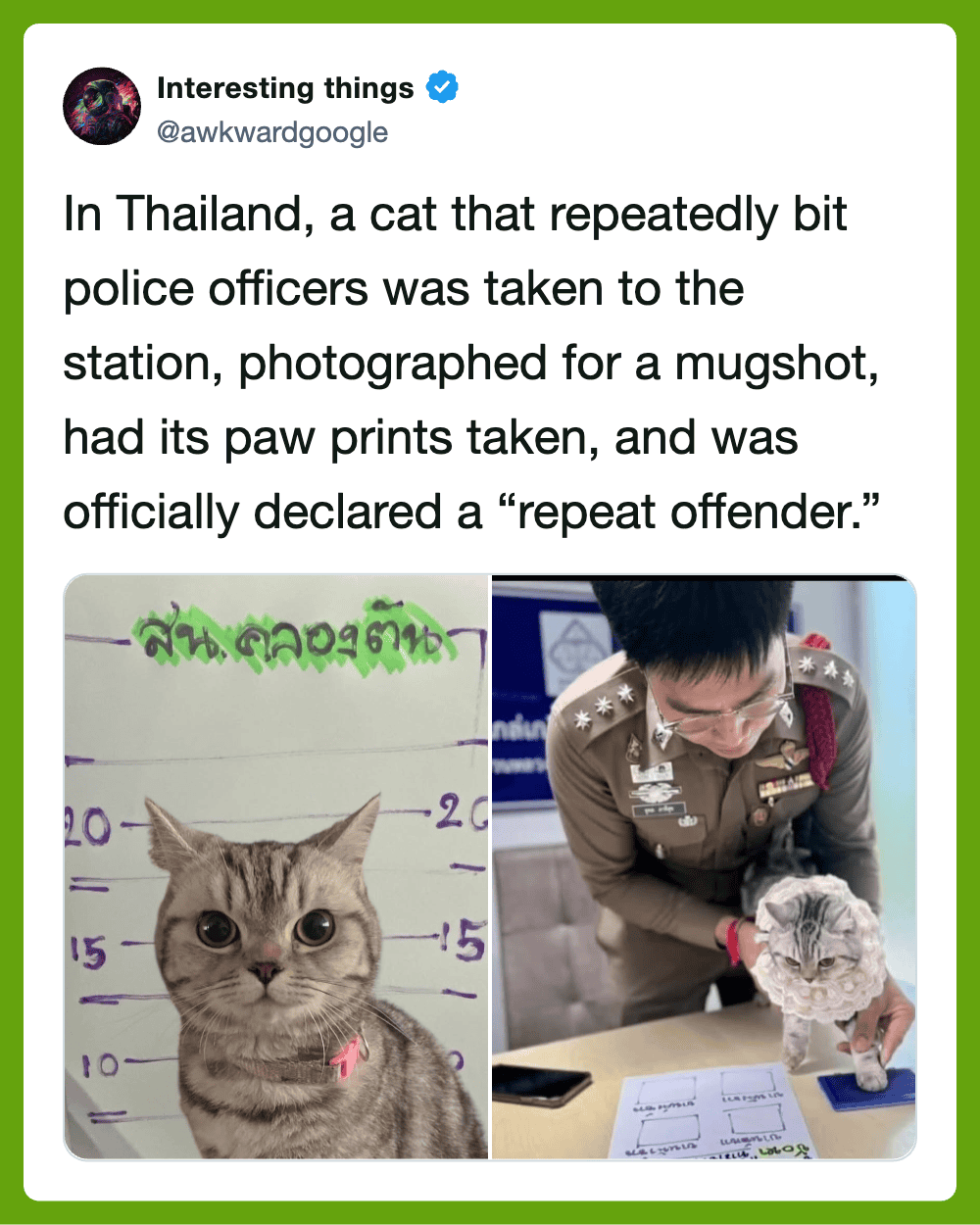 A cat in Thailand with paw prints, photographed for a mugshot by police officers.