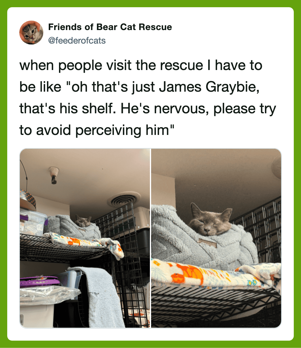 "Friends of Bear Cat Rescue" post showing a cat on a shelf with a humorous caption about visitors.