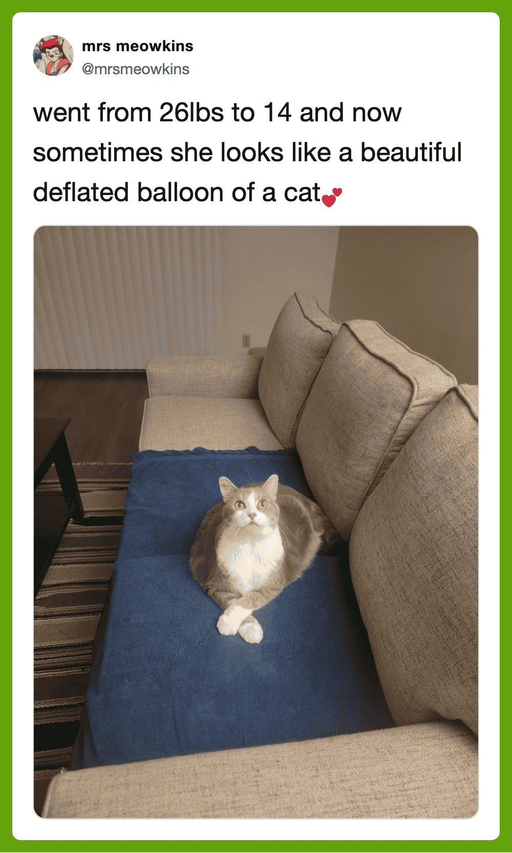 A cat sitting on a blue couch, looking up with a fluffy appearance.