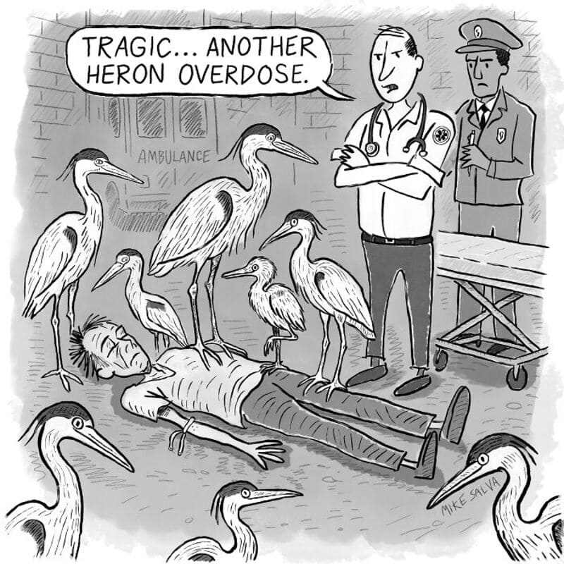 "Heron overdose tragedy" - A cartoon showing a person lying on the ground surrounded by herons, with.