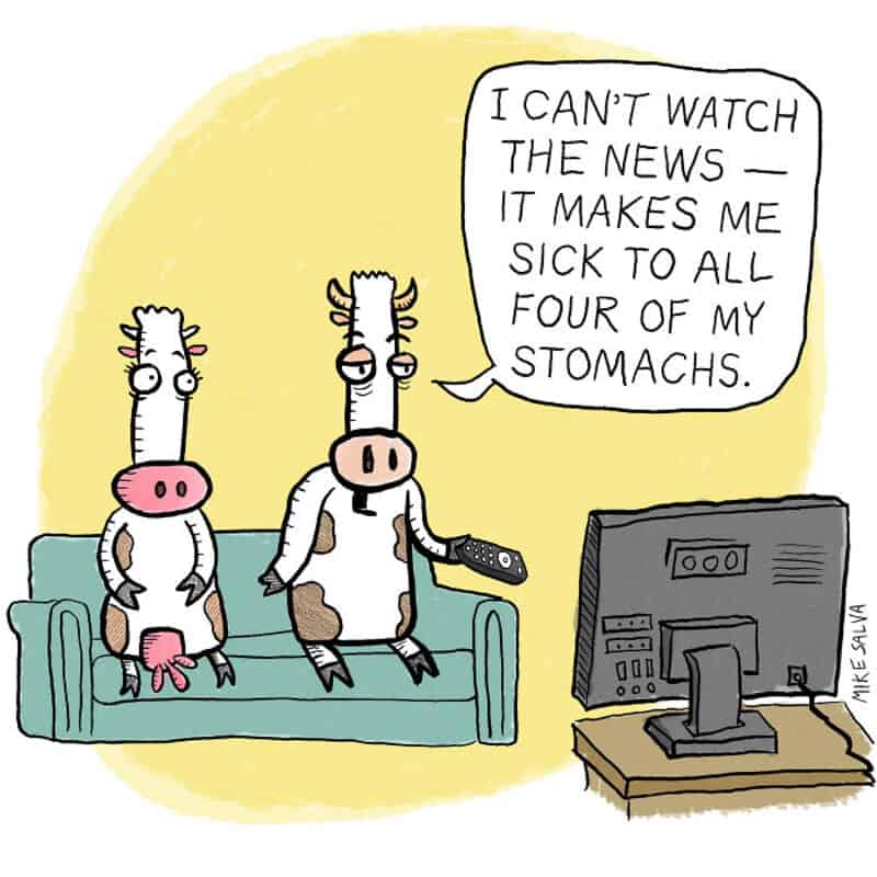 "Two cartoon cows watching TV, one says, 'I can't watch the news — it makes me sick to all four of m.