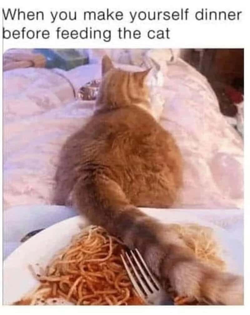 Cat sitting on bed with spaghetti and fork, caption about making dinner before feeding the cat.