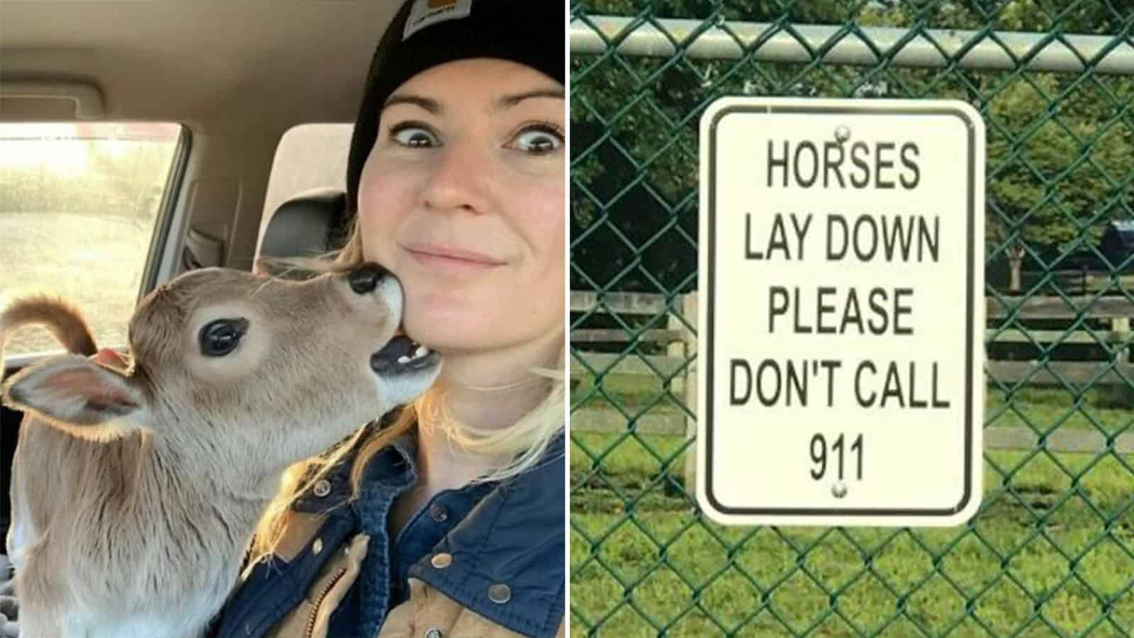 A woman in a car with a baby deer licking her face.