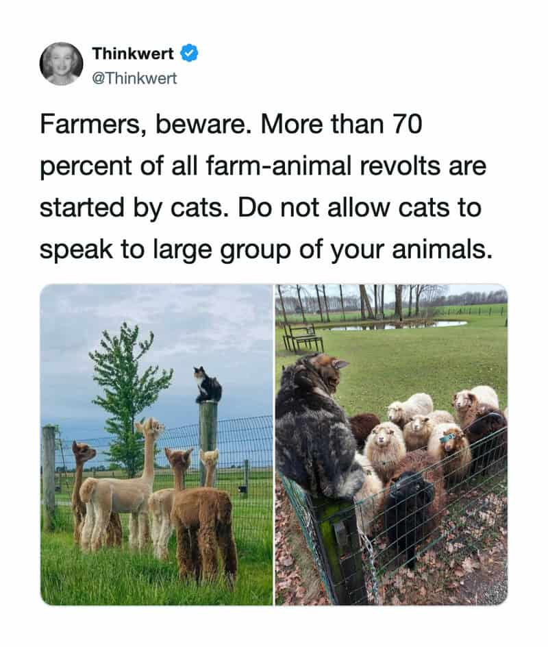 Farmers, beware. More than 70 percent of all farm-animal revolts are started by cats.