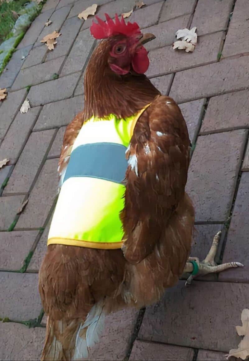 Chicken wearing a yellow and blue reflective vest on a brick path.