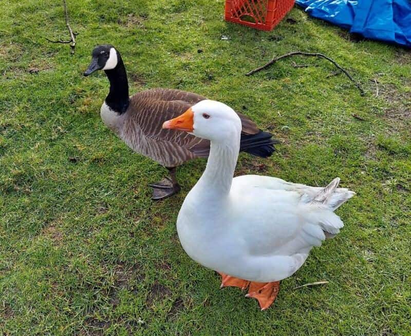 A goose and a duck standing on grass, with a red crate and blue tarp in the background.
