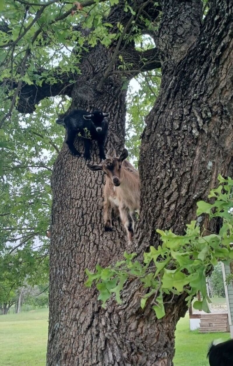 Black cat and goat hanging from a tree branch.