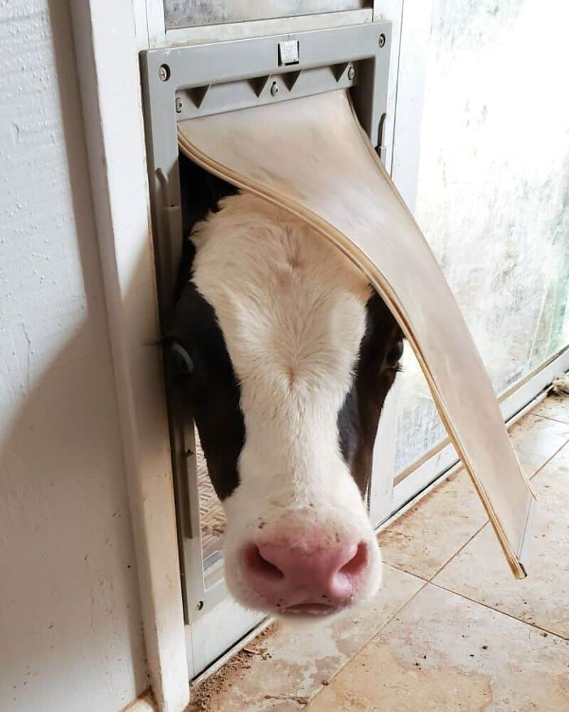Cute cow peeking through a pet door with a flap.