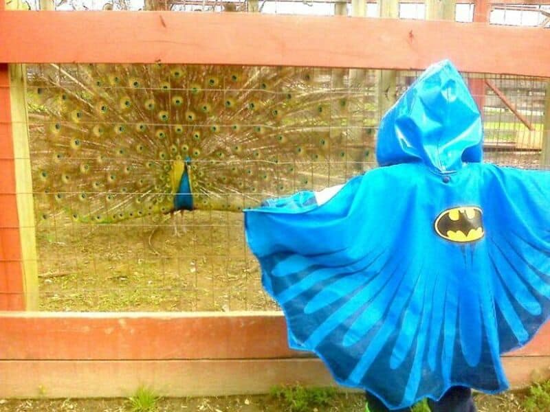 Peacock and person in blue Batman cape at a farm.