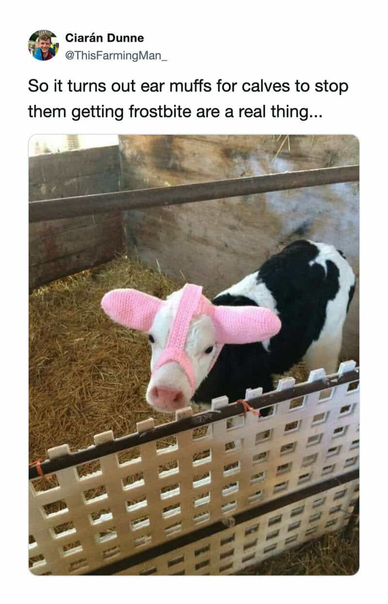 Calf wearing pink ear muffs in a barn with a white fence.