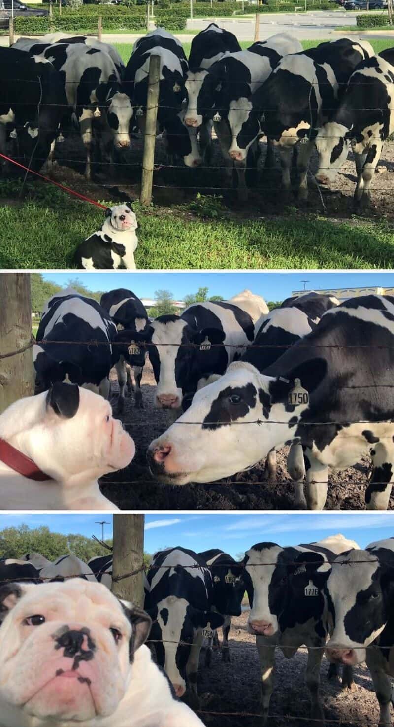 Cows and bulldog puppies at a farm, with the puppies in the foreground and cows behind a fence.