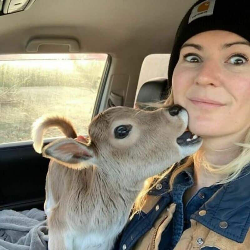 Young woman with a baby deer in a car, deer nuzzling her face.