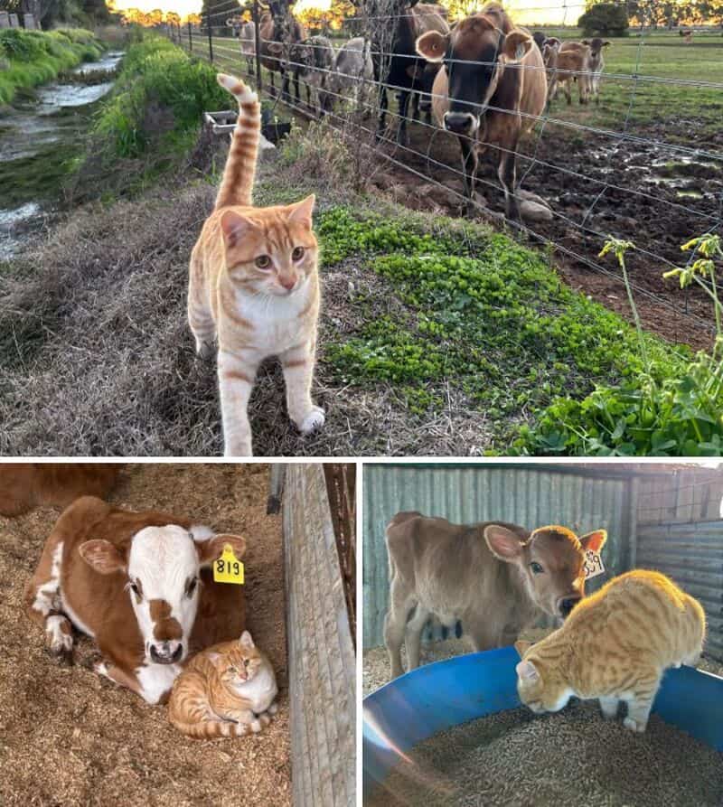 Cats and calves on a farm, with cows behind a fence and kittens resting.