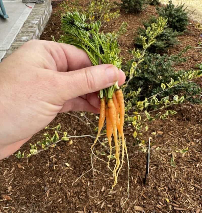 Hand holding a bunch of small carrots with green tops in a garden.