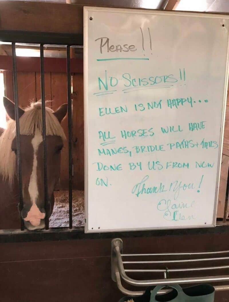 White horse behind bars with a whiteboard sign saying no scissors and other instructions.