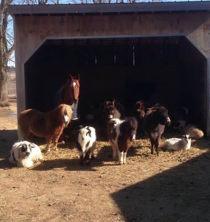 Group of goats and a horse outside a barn on a farm.