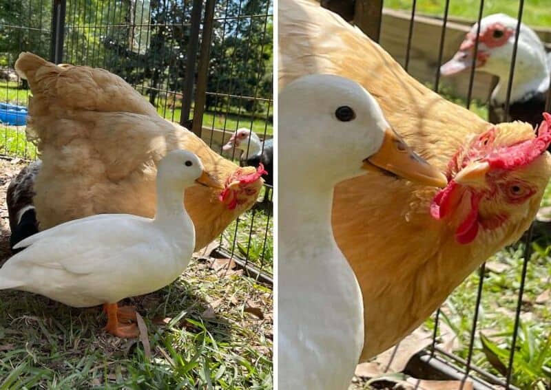 Two ducks, one white and one brown, near a chicken in a fenced yard.