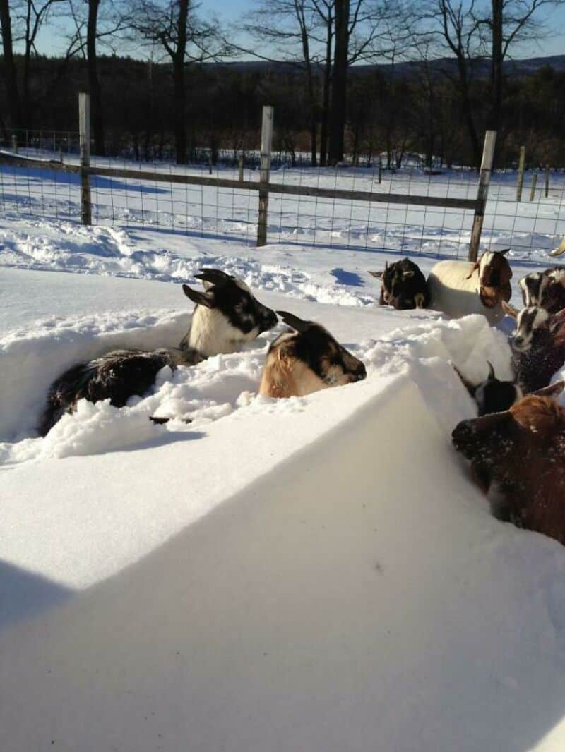 Goats playing in the snow on a farm with a fence and trees in the background.