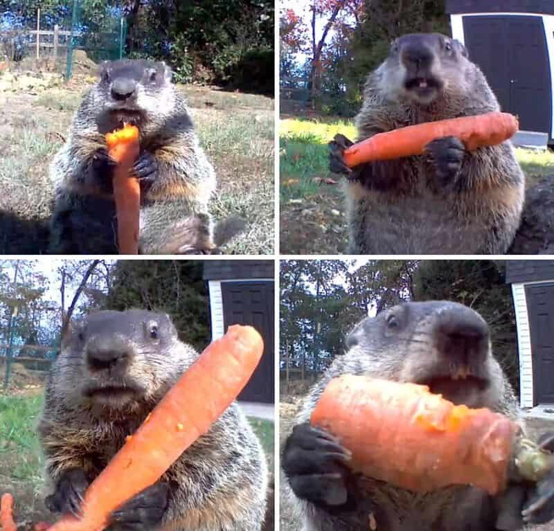 Four photos of a groundhog holding and eating a large carrot.