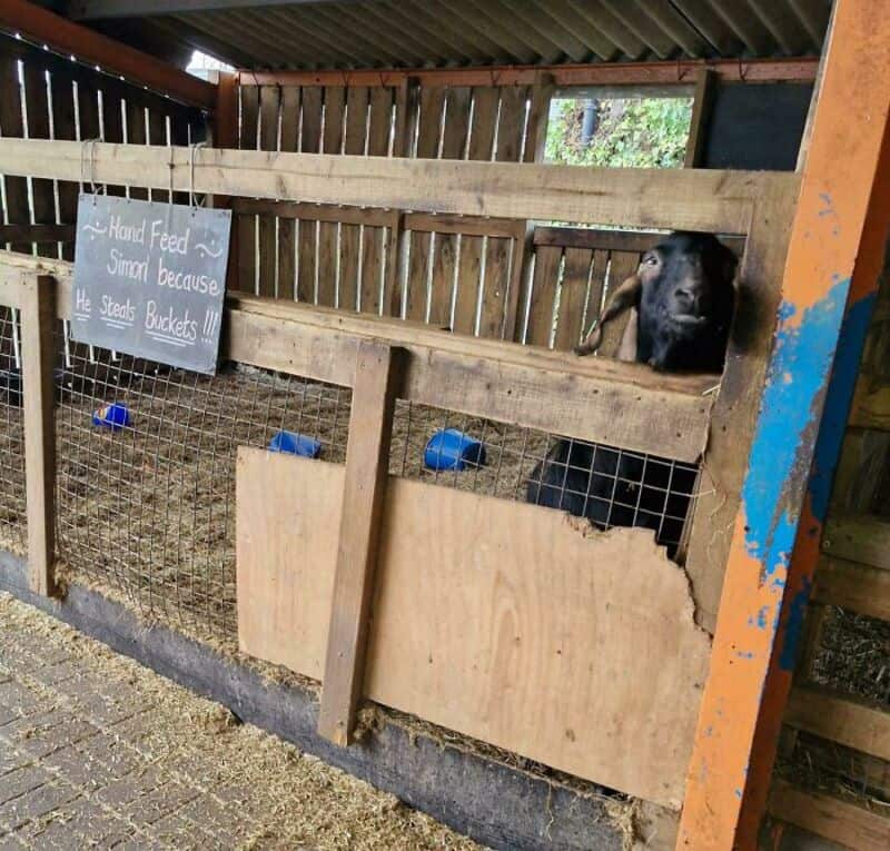 Goat looking out from a farm enclosure with a sign about feeding.