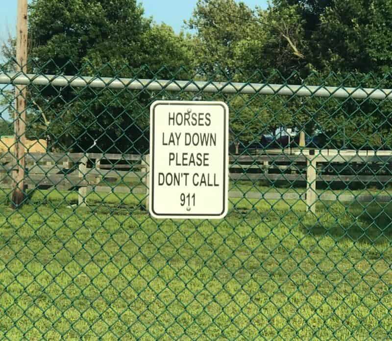 Sign on fence says 'HORSES LAY DOWN PLEASE DON'T CALL 911'.