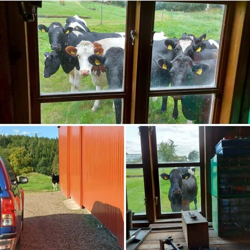Cows looking through a window at the camera, with a barn and outdoor scenery.