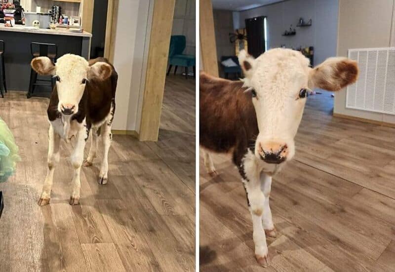 Two calves indoors, one with a black and white face, the other with a white face and brown ears.