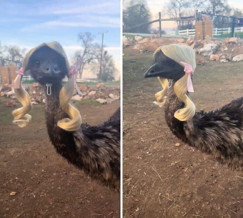 Ostrich with a dog's face, wearing a blonde wig and pink bow, in a farm setting.