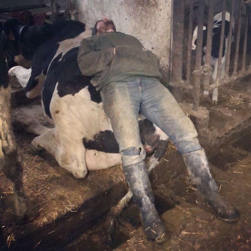 Person leaning over a cow in a barn, with other cows nearby.