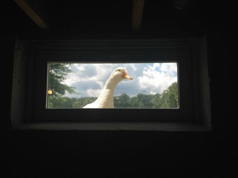 Goose looking out of a window with a farm scene outside.