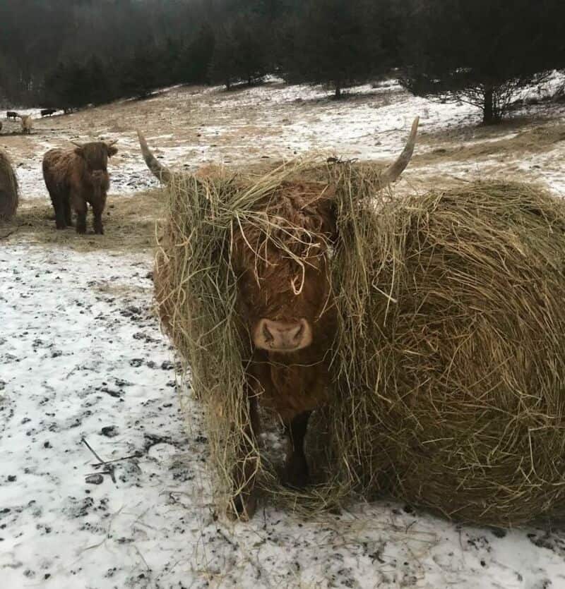 A cow with hay on its head, with other cows in the background on a snowy farm.