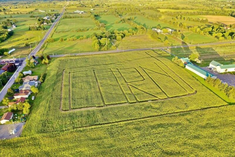 Aerial view of a farm with a large crop maze spelling 'FUN' in the field.