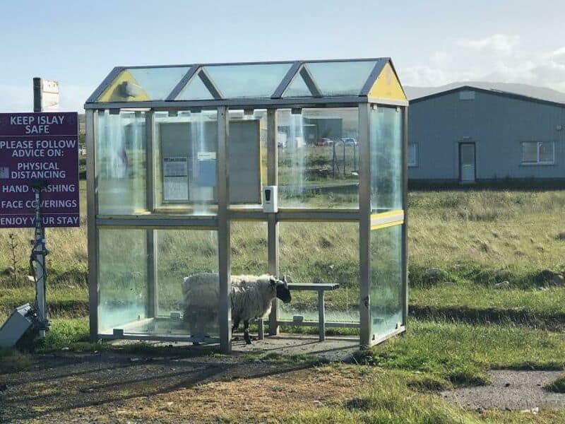 A sheep inside a small glass shelter on a farm with a sign nearby.