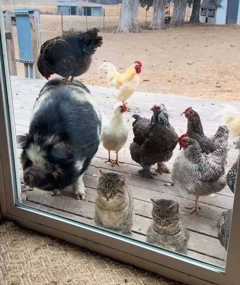Cats and chickens outside a glass door, some on the porch, some inside.