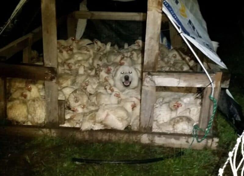 Dog surrounded by numerous chickens in a wooden coop, smiling.