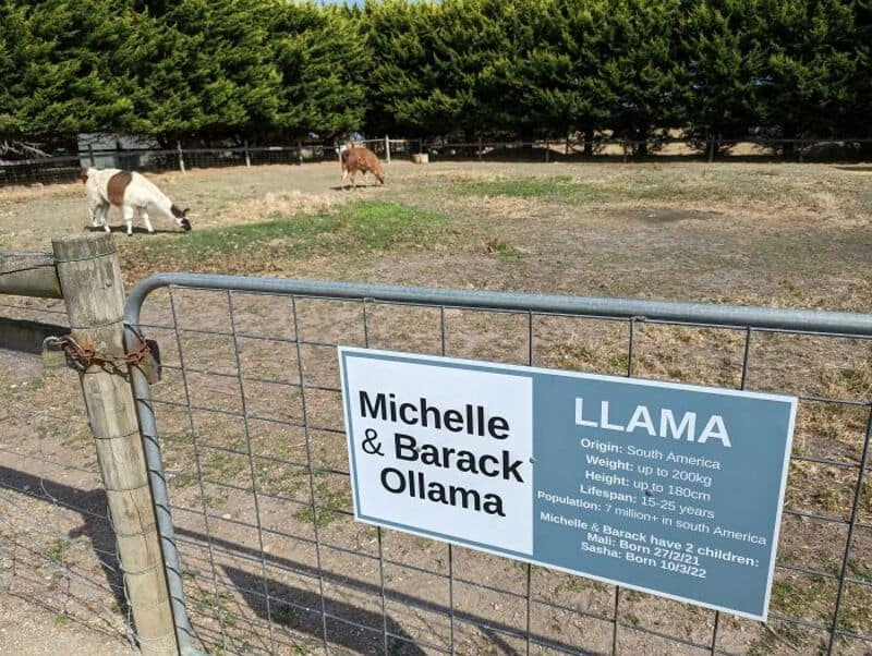 Llamas in a farm with a sign for Michelle & Barack Ollama.