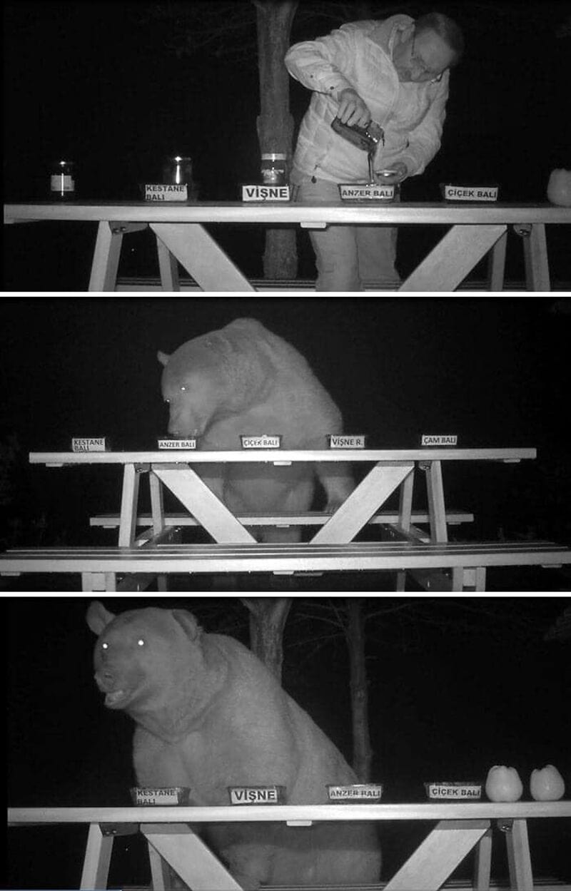 Man and bear at a game of beer pong with labeled cups on a table.