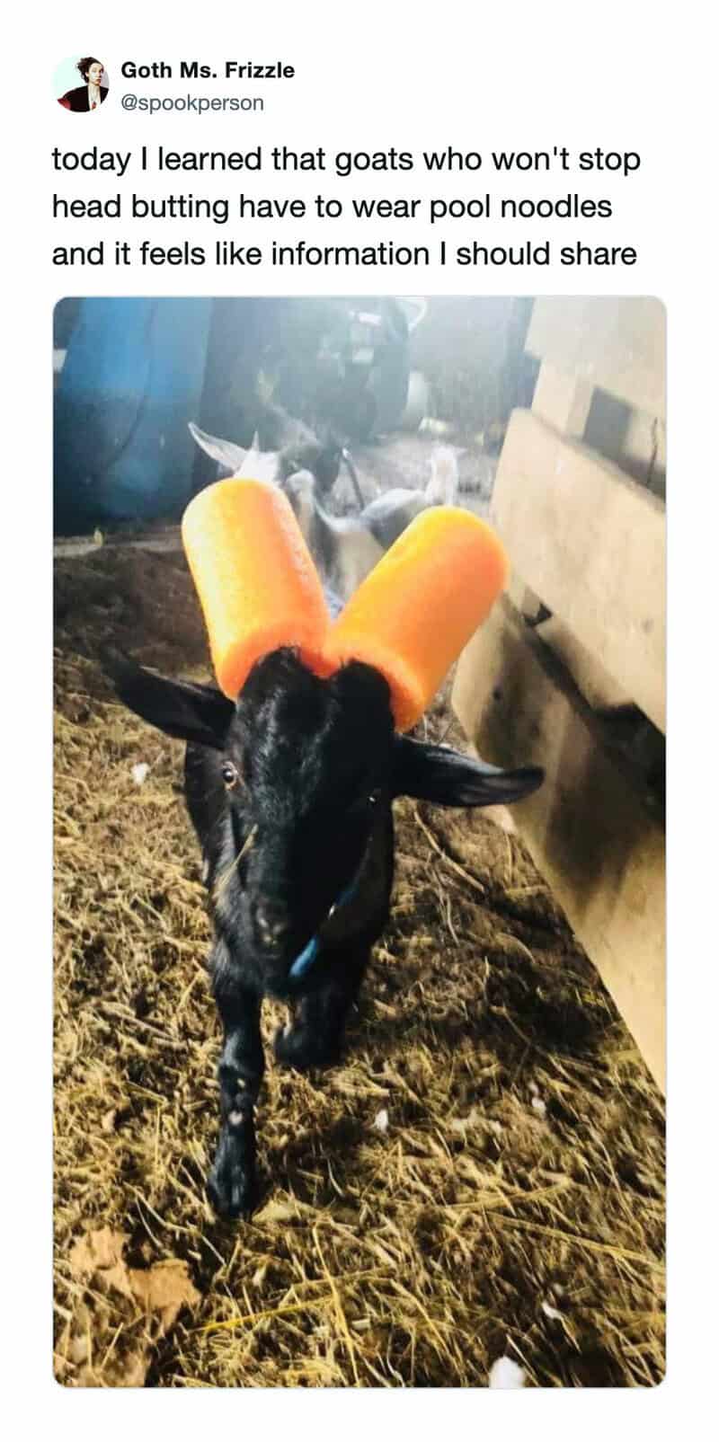 Goat with pool noodle ears in a barn, humorous farm scene.