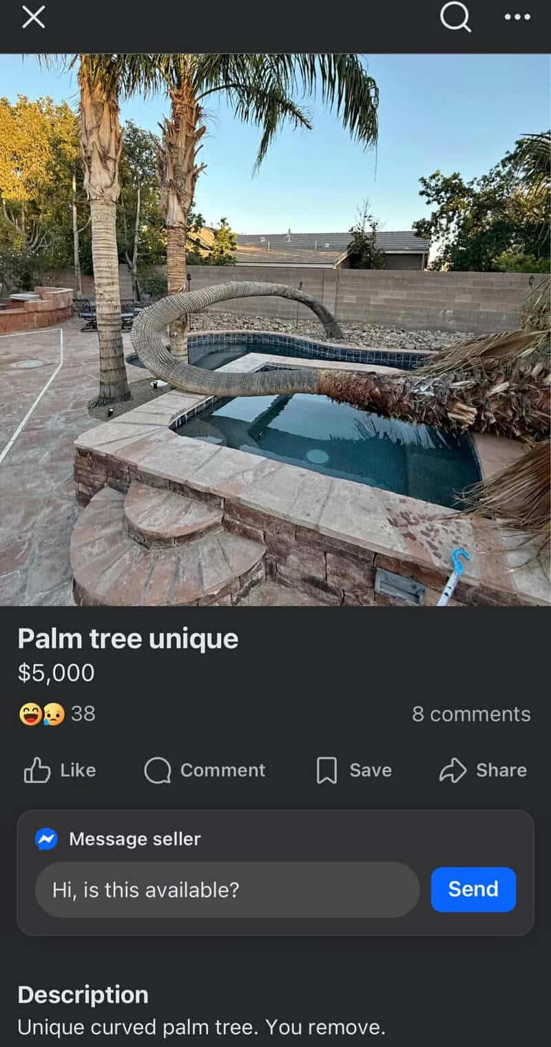 Unique curved palm tree in backyard with pool and outdoor space.
