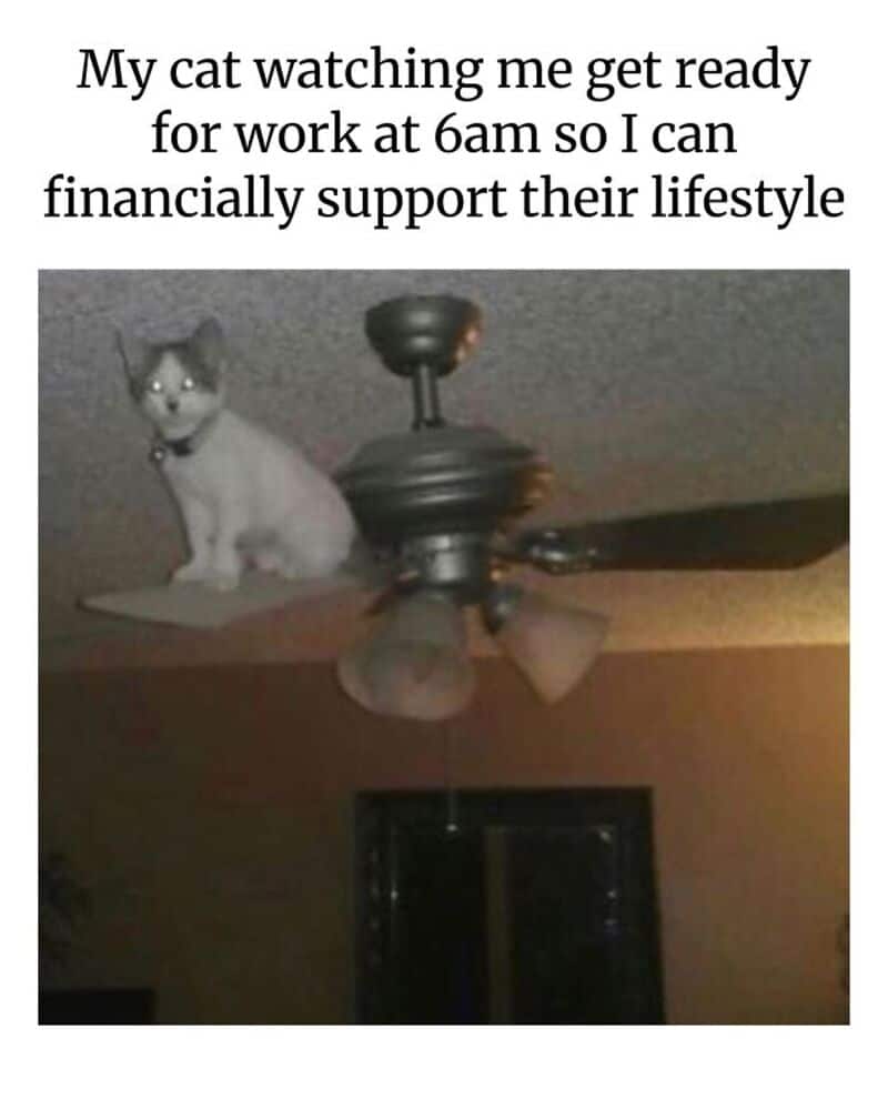 Cat watching owner get ready for work at 6am from ceiling fan.