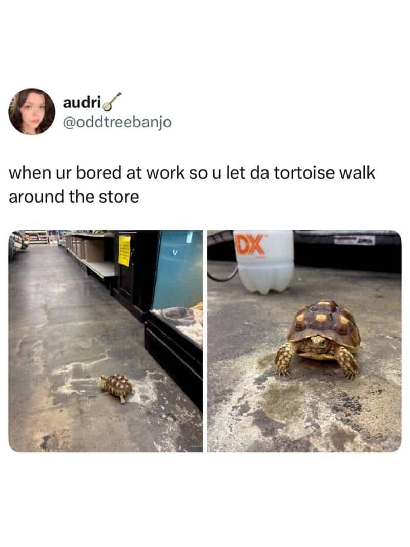 Tortoise walking around a store aisle, mimicking a person.