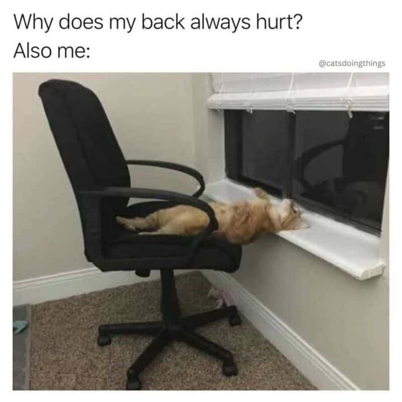 Cat lying on its back on a windowsill, chair in front of it, caption about back pain.
