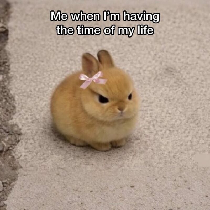 Cute bunny with a pink bow, looking angry, with text about having the time of life.