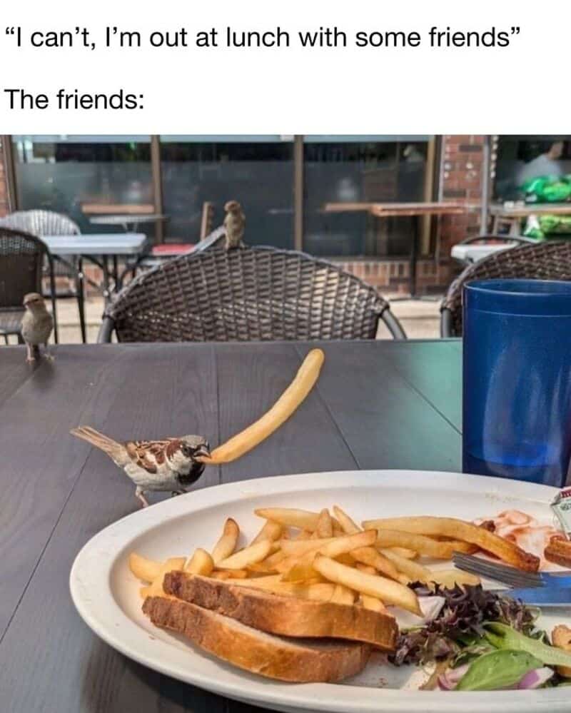 Bird with French fry in beak at outdoor cafe table with food.