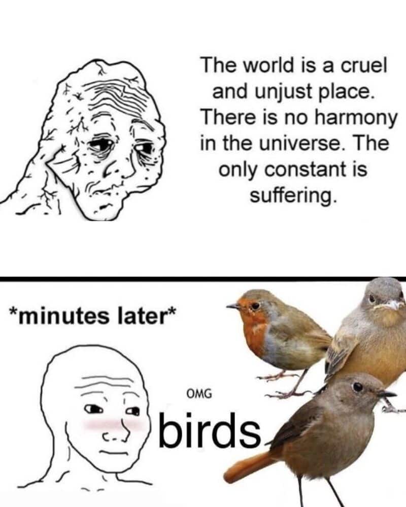 Sad face with text about suffering, then birds appearing with surprise.