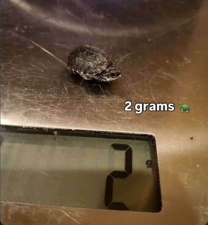 Small turtle on a scale showing 2 grams, with text '2 grams' beside it.