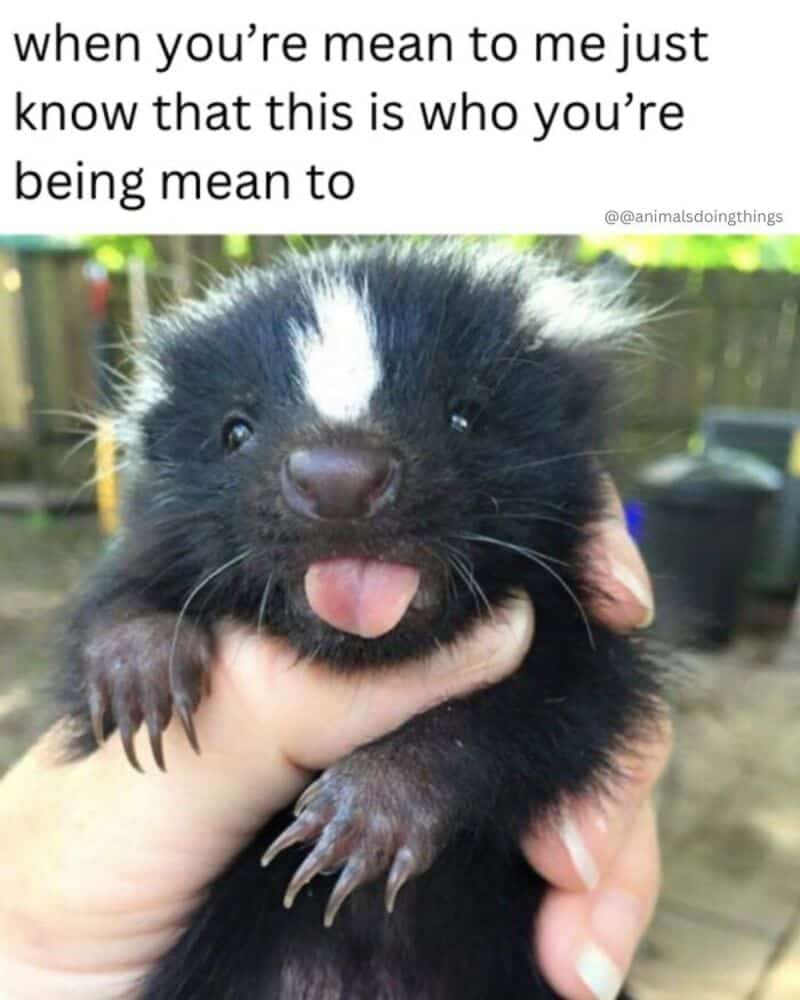 Cute baby skunk with tongue out, being held in hand.