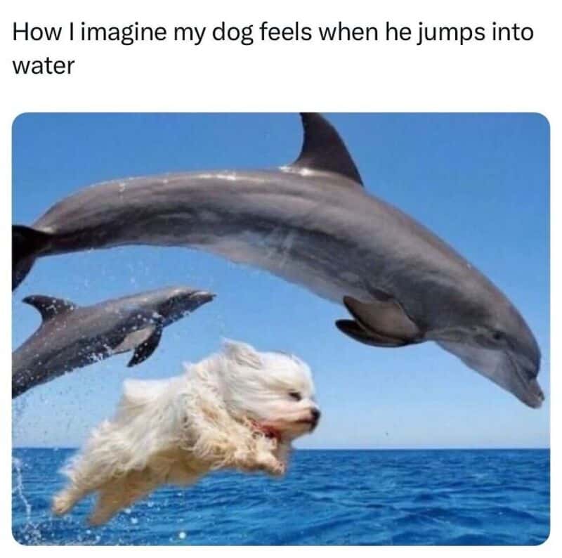 Dog appears to be jumping into water with dolphins, humorous meme about dogs and water.
